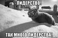 лидерство! так много лидерства!