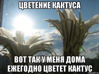 цветение кактуса вот так у меня дома ежегодно цветет кактус