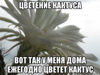 цветение кактуса вот так у меня дома ежегодно цветет кактус