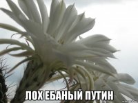  лох ебаный путин