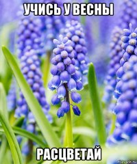 учись у весны расцветай
