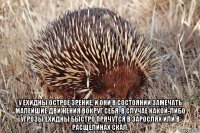  у ехидны острое зрение, и они в состоянии замечать малейшие движения вокруг себя. в случае какой-либо угрозы ехидны быстро прячутся в зарослях или в расщелинах скал.