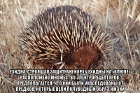  ехидна, строящая защитную нору.у ехидны на «клюве» расположено множество электрорецепторов; предполагается, что они были унаследованы от предков, которые вели полуводный образ жизни