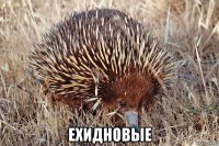  ехидновые