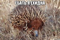 ебать я ехидна 