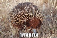  пути н гей