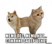  мемо пёс, мемо кот... слияние завершено!