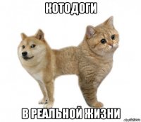 котодоги в реальной жизни