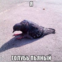 я голубь пьяный