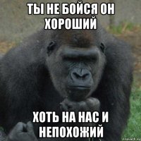 ты не бойся он хороший хоть на нас и непохожий