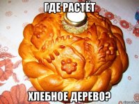 где растёт хлебное дерево?