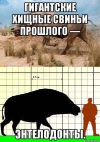 гигантские хищные свиньи прошлого — энтелодонты.