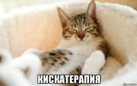  кискатерапия