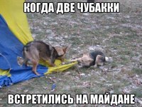 когда две чубакки встретились на майдане