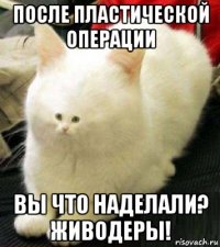 после пластической операции вы что наделали? живодеры!