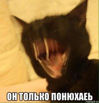  он только понюхаеь