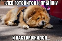 «лев готовится к прыжку и насторожился...