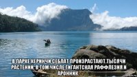  в парке керинчи себлат произрастают тысячи растений, в том числе гигантская раффлезия и аронник.