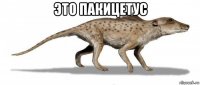 это пакицетус 