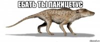 ебать ты пакицетус 