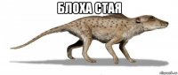 блоха стая 