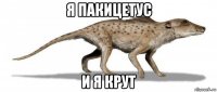 я пакицетус и я крут