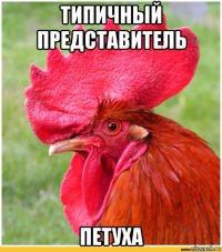 типичный представитель петуха