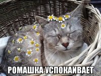  ромашка успокаивает