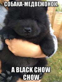собака-медвежонок. a black chow chow