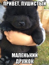 привет, пушистый маленький дружок