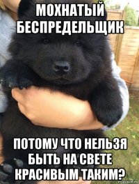 мохнатый беспредельщик потому что нельзя быть на свете красивым таким?