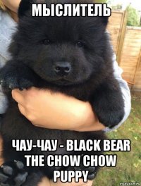 мыслитель чау-чау - black bear the chow chow puppy