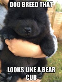 dog breed that looks like a bear cub