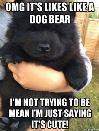 omg it's likes like a dog bear i'm not trying to be mean i'm just saying it's cute!