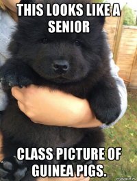 this looks like a senior class picture of guinea pigs.