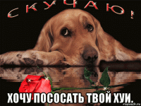  хочу пососать твой хуи.