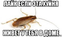 лайк если эта хуйня живет у тебя в доме