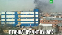  птичка кричит кукаре