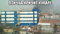 птичка кричит кукаре 