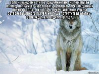 волк не каждому откроет душу, многим - не пожалует и взгляд. волк умеет чувствовать и слушать, прирождённый лирик и солдат. никогда не приручайте волка дабы сотворить цепного пса, время лишь потратите без толку - волк уйдёт, как водится, в леса. 