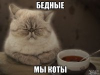 бедные мы коты