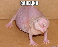 санеции 