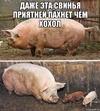 даже эта свинья приятней пахнет чем хохол 