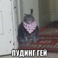  пудинг гей