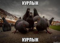 курлык курлык