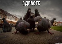 здрасте 