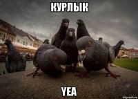 курлык yea