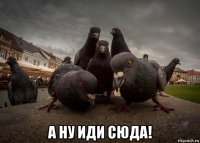  а ну иди сюда!