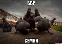 ббр семки