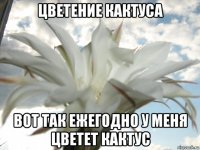 цветение кактуса вот так ежегодно у меня цветет кактус